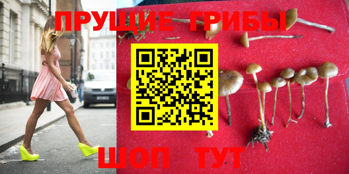Сальск  Псилоцибиновые грибы Psilocybe  Вход с VPN 